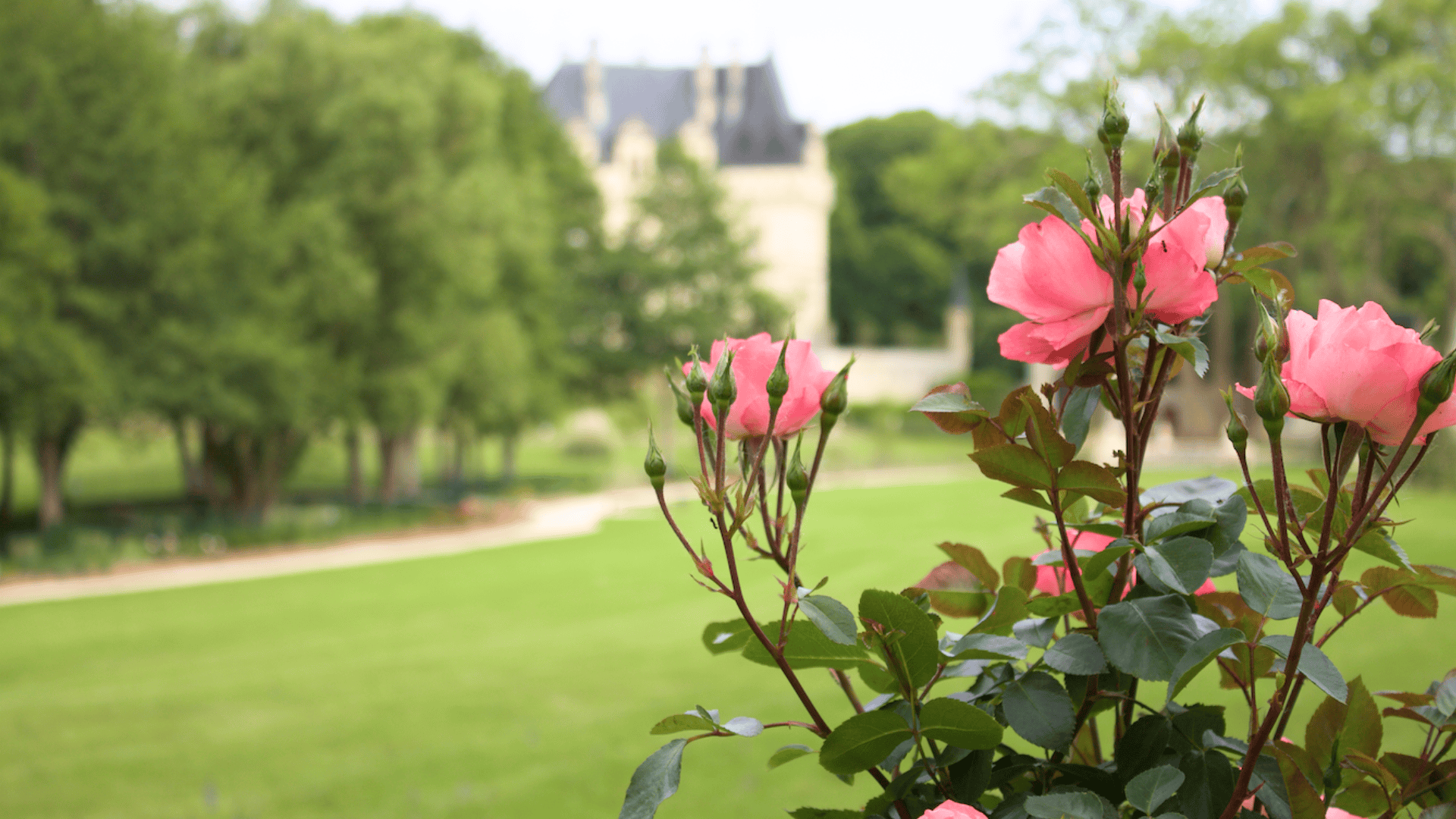 L'Éclat des Roses : Une nature délicate et parfumée qui pare les jardins d'une touche romantique et précieuse.